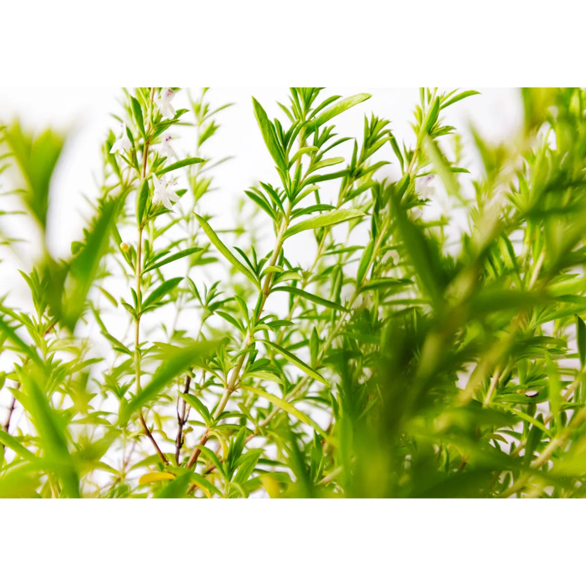 Plantiflor Bohnenkraut T14