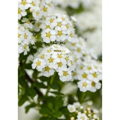 Plantiflor Brautspiere Topf Durchmesser 19 cm