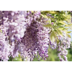 Plantiflor Chinesischer Blauregen Topf Durchmesser 17 cm