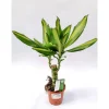 Plantiflor Drachenbaum Mix 45 cm T11
