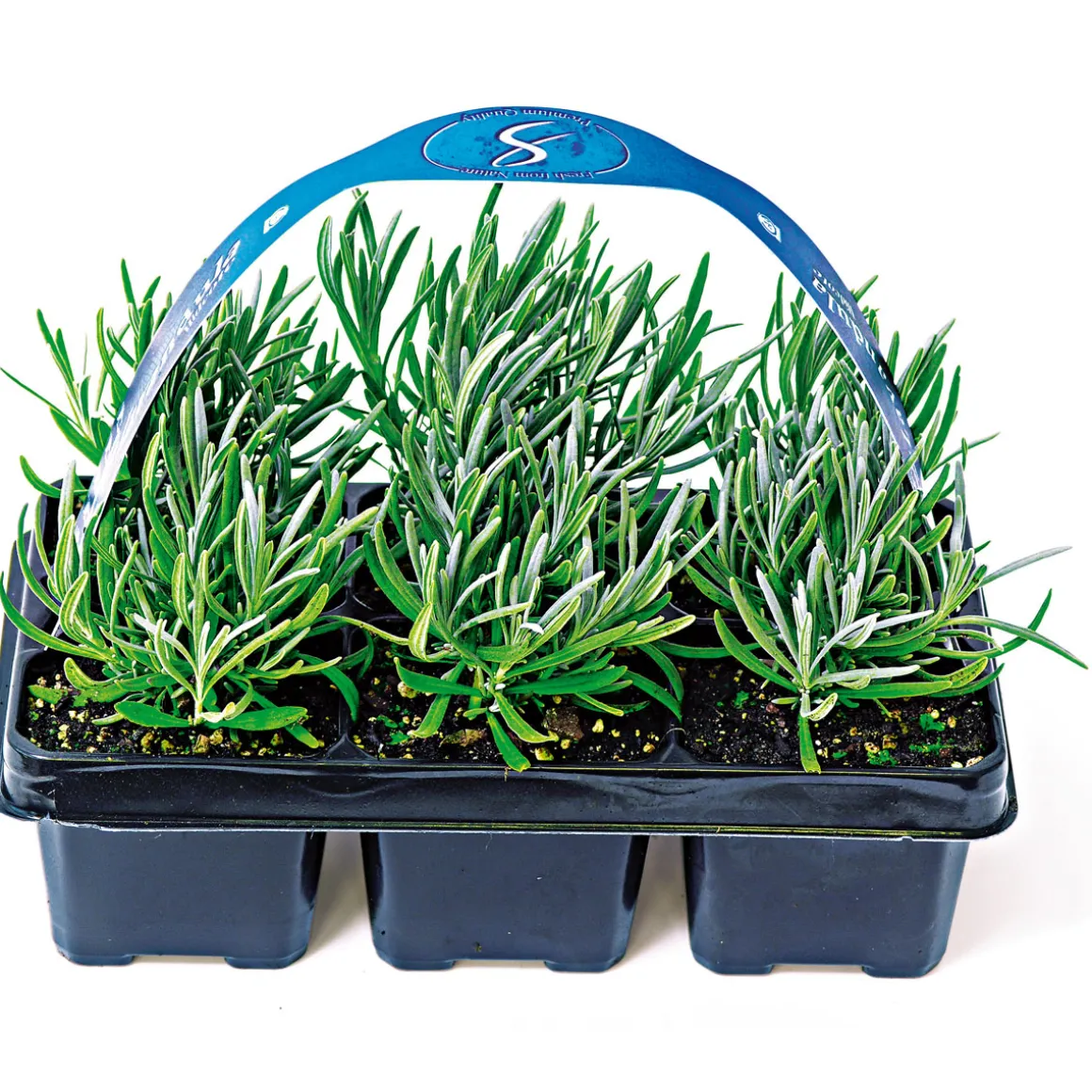 Plantiflor Echter Lavendel 6er-Pack
