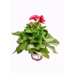 Plantiflor Edelgeranie Lila T12