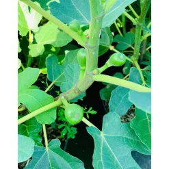 Plantiflor Feige Brown Turkey Topf Durchmesser 23 cm