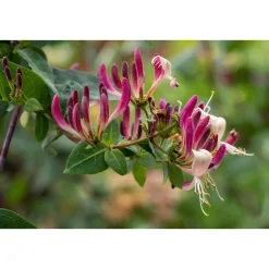 Plantiflor Feuer-Geißschlinge Topf Durchmesser 17 cm