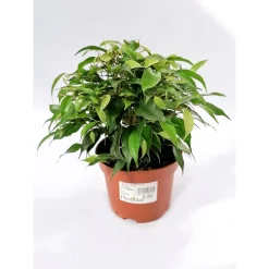 Plantiflor Ficus Green Kinky 30 cm T12
