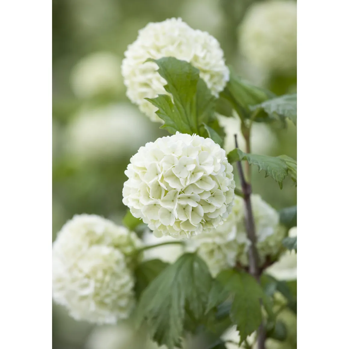 Plantiflor Gefüllter Schneeball Roseum Topf Durchmesser 19 cm