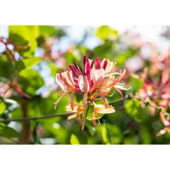 Plantiflor Geißblatt Goldflame Topf Durchmesser 17 cm