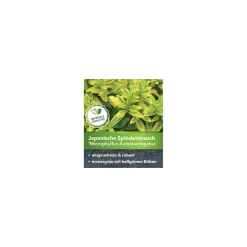 Plantiflor Gelbbunte Japanspindel Aureovariegatus Topf Durchmesser 15 cm