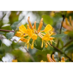 Plantiflor Gold-Geißblatt Topf Durchmesser 17 cm