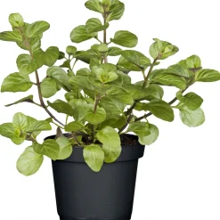 Plantiflor Gourmetkräuter Echte Minze Topf Durchmesser 12 cm