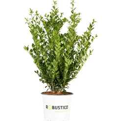 Plantiflor Grüne Stechpalme Robustico Topf Durchmesser 23 cm