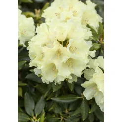 Plantiflor Großblumige Alpenrose Goldkrone Topf Durchmesser 17 cm