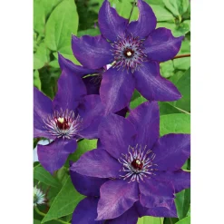 Plantiflor Großblumige Waldrebe The President Topf Durchmesser 17 cm