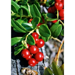 Plantiflor Großfruchtige Moosbeere Topf Durchmesser 17 cm