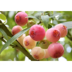 Plantiflor Heidelbeere Pink Lemonade Topf Durchmesser 17 cm