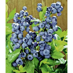 Plantiflor Heidelbeere Topf Durchmesser 17 cm