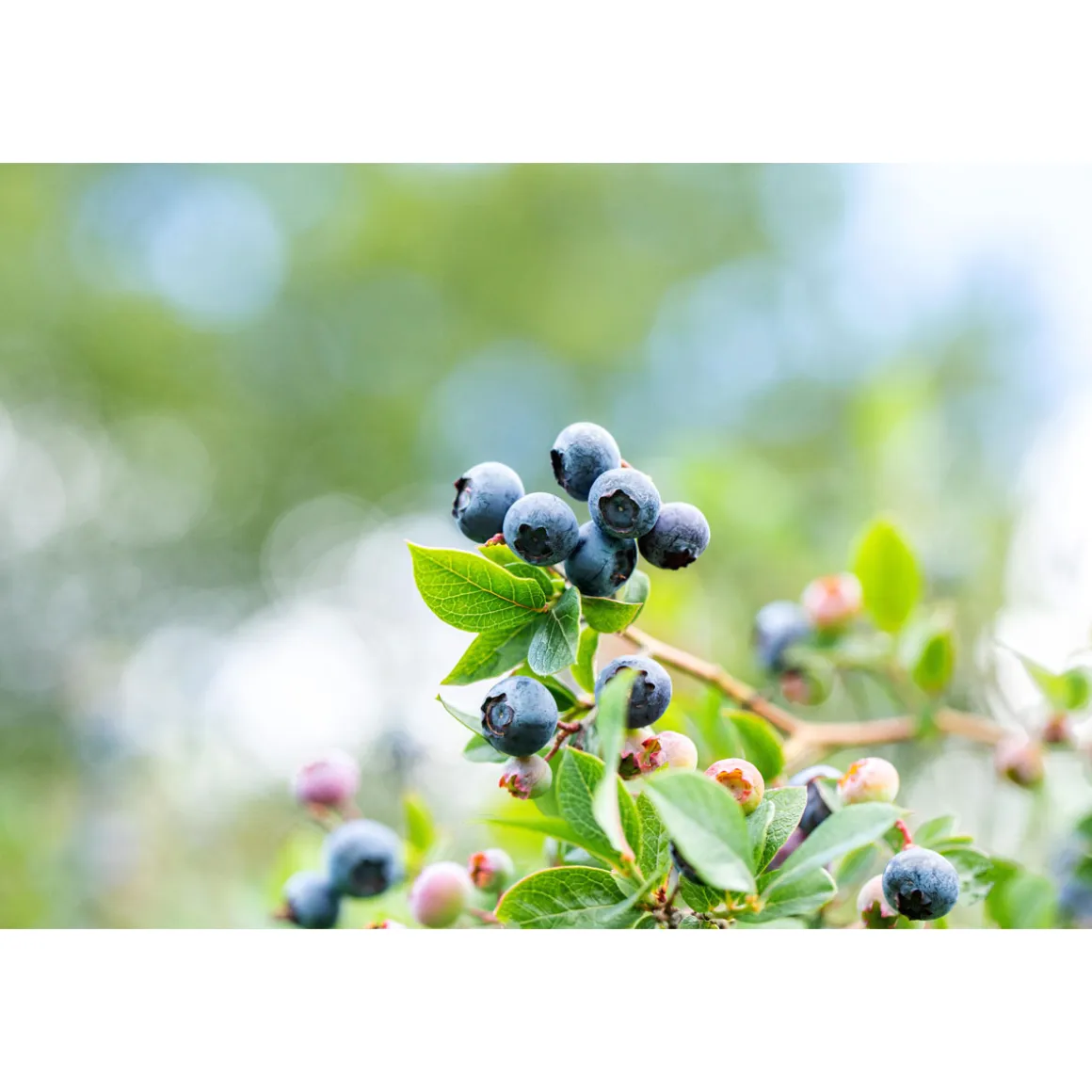 Plantiflor Heidelbeere Topf Durchmesser 23 cm