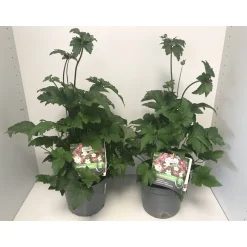 Plantiflor Herbstanemone P19