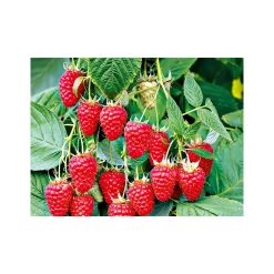 Plantiflor Himbeere Tulameen Topf Durchmesser 17 cm