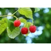 Plantiflor Himbeere ZEFA 3 Herbsternte Topf Durchmesser 17 cm