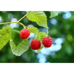 Plantiflor Himbeere ZEFA 3 Herbsternte Topf Durchmesser 17 cm