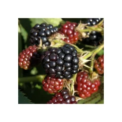 Plantiflor Hänge Brombeere Black Cascade Topf Durchmesser 17 cm