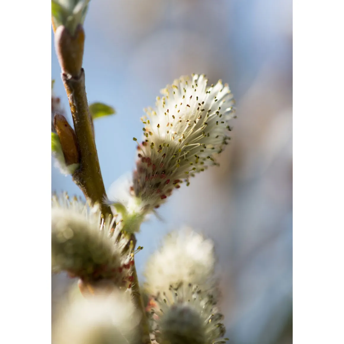 Plantiflor Hängekätzchenweide Topf Durchmesser 17 cm