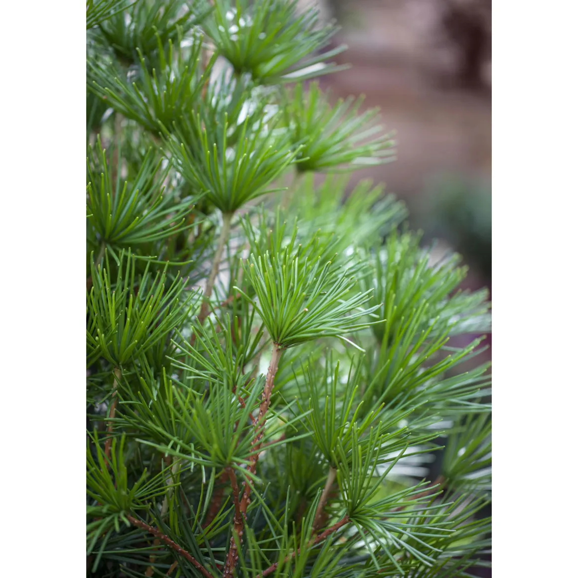 Plantiflor Japanische Schirmtanne Topf Durchmesser 19 cm