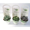 Plantiflor Kakteen Echeverie Mix T9