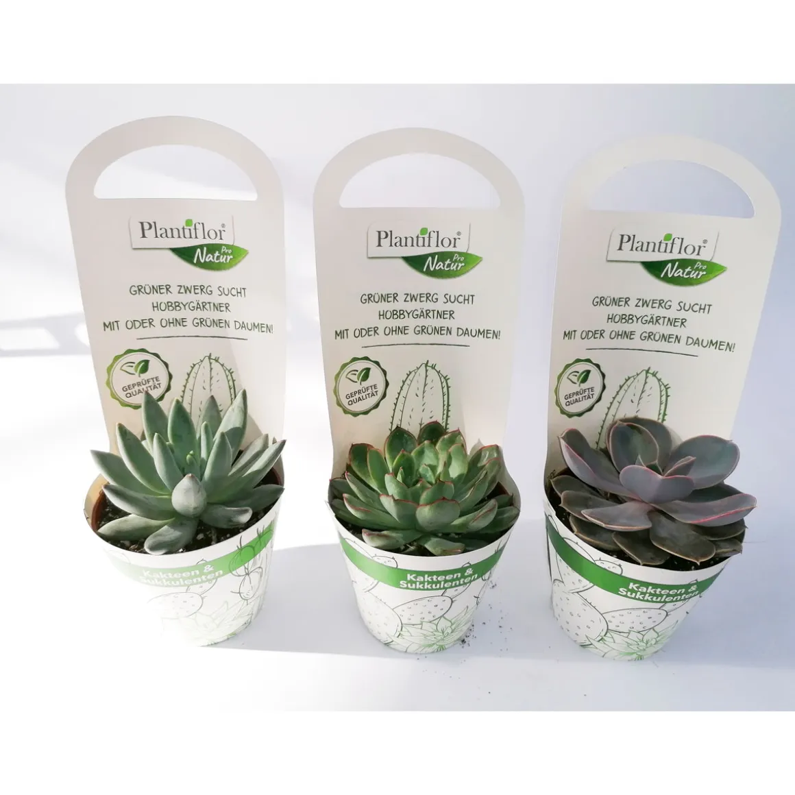 Plantiflor Kakteen Echeverie Mix T9