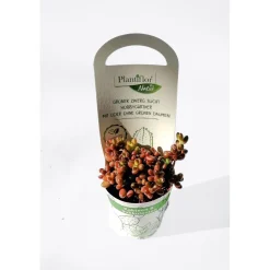 Plantiflor Kakteen-Mix T6