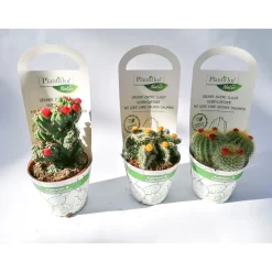 Plantiflor Kaktus-Mix mit Strohblüte T8,5