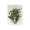 Plantiflor Kirschtomate Pick-a-Tom T14