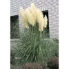 Plantiflor Kleines Pampasgras Pumila Topf Durchmesser 23 cm
