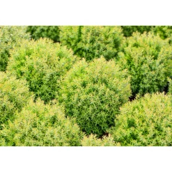 Plantiflor Kuschel-Lebensbaum Teddy Topf Durchmesser 17 cm