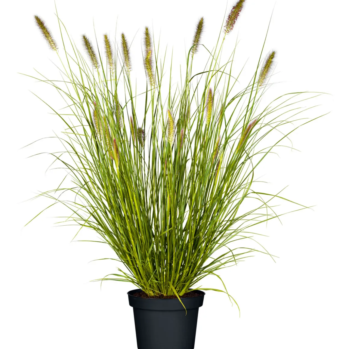 Plantiflor Lamputzergras Hameln Topf Durchmesser 17 cm