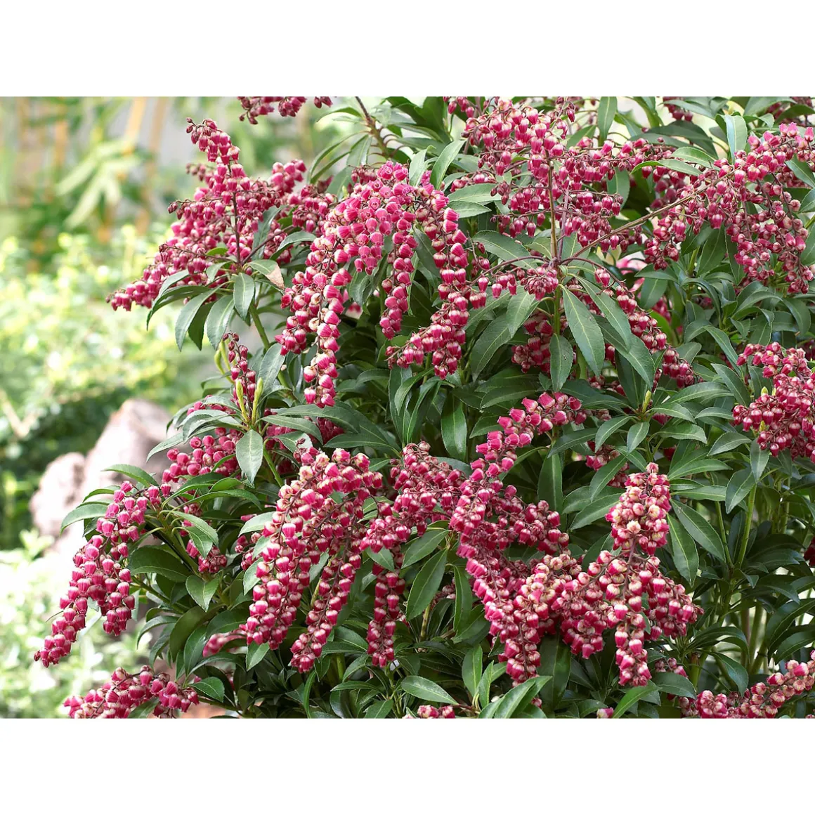 Plantiflor Lavendelheide Passion Topf Durchmesser 17 cm