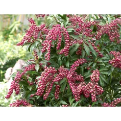 Plantiflor Lavendelheide Passion Topf Durchmesser 23 cm