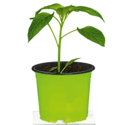 Plantiflor Meisterklasse Paprika gelb Satrapo Topf Durchmesser 11 cm