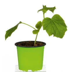 Plantiflor Meisterklasse Snackgurke Sultan Topf Durchmesser 11 cm