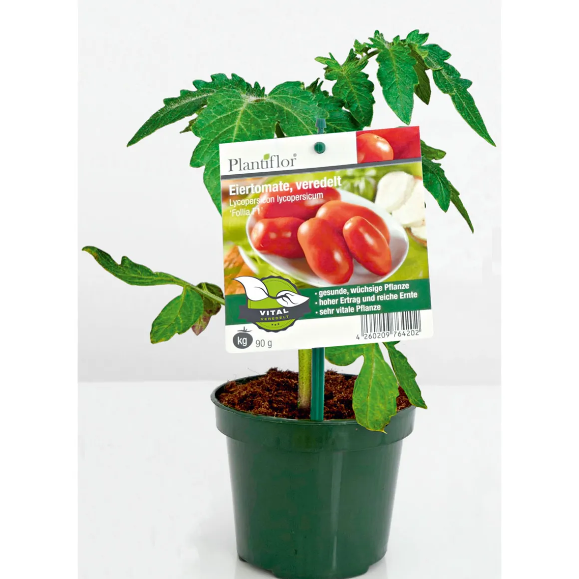Plantiflor Meisterklasse Eiertomate Sorbetto Topf Durchmesser 11 cm