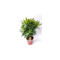 Plantiflor Oleander Busch 60-80 cm T20