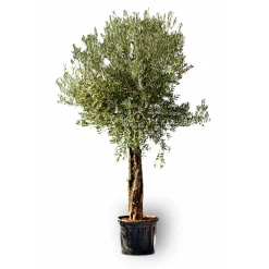 Plantiflor Oliven-Stamm Old Skin