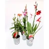 Plantiflor Orchideen-Mix 2-Trieber