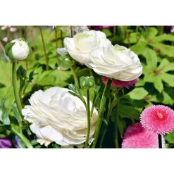 Plantiflor Ranunkel Topf Durchmesser 11 cm