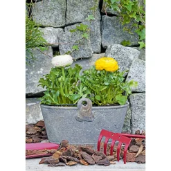 Plantiflor Ranunkel Topf Durchmesser 11 cm