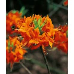 Plantiflor Rhododendron luteum Topf Durchmesser 23 cm
