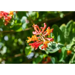 Plantiflor Rote Geißschlinge Topf Durchmesser 17 cm