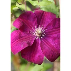 Plantiflor Rote Großblumige Waldrebe Topf Durchmesser 17 cm