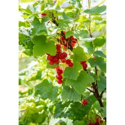 Plantiflor Rote Johannisbeere Jonkheer van Tets Topf Durchmesser 23 cm